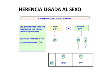 HERENCIA LIGADA AL SEXO
 