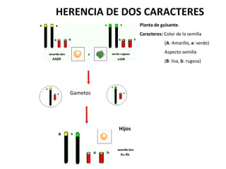 HERENCIA DE DOS CARACTERES
                     Planta de guisante.
    Padres
                     Caracteres: Color de la semilla
                                 (A: Amarillo, a: verde)
                                 Aspecto semilla
                                 (B: lisa, b: rugosa)




  Gametos




             Hijos
 