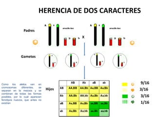 HERENCIA DE DOS CARACTERES

                Padres
                                         X




              Gametos




Como     los  alelos    van en                      9/16
cromosomas      diferentes, se
separan en la meiosis y se       Hijos              3/16
combinan de todas las formas
posibles, por lo cual aparecen                      3/16
fenotipos nuevos, que antes no
existían                                            1/16
 
