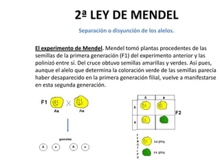 2ª LEY DE MENDEL
                 Separación o disyunción de los alelos.

El experimento de Mendel. Mendel tomó plantas procedentes de las
semillas de la primera generación (F1) del experimento anterior y las
polinizó entre sí. Del cruce obtuvo semillas amarillas y verdes. Así pues,
aunque el alelo que determina la coloración verde de las semillas parecía
haber desaparecido en la primera generación filial, vuelve a manifestarse
en esta segunda generación.
 