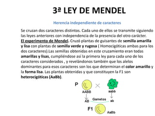 3ª LEY DE MENDEL
                  Herencia independiente de caracteres
Se cruzan dos caracteres distintos. Cada uno de ellos se transmite siguiendo
las leyes anteriores con independencia de la presencia del otro carácter.
El experimento de Mendel. Cruzó plantas de guisantes de semilla amarilla
y lisa con plantas de semilla verde y rugosa ( Homocigóticas ambas para los
dos caracteres).Las semillas obtenidas en este cruzamiento eran todas
amarillas y lisas, cumpliéndose así la primera ley para cada uno de los
caracteres considerados , y revelándonos también que los alelos
dominantes para esos caracteres son los que determinan el color amarillo y
la forma lisa. Las plantas obtenidas y que constituyen la F1 son
heterocigóticas (AaBb).
 
