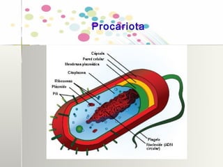Procariota
 