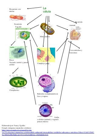 Procariota: sin                    La
       núcleo                             célula


                                                                          Eucariota
             Eucariota
                                                                    Animal:
              Vegetal:



                                      Mitocondria




                                                                    Con centríolos y
                                                                    lisosomas


       Posee
       Vacuola central y pared
                                   Complejo golgi
       celular




       Cloroplastos
                                   Retículos endoplasmáticos
                                   Liso y rugoso




                                                         Amba
                                   s células (animal y vegetal)
                                   poseen núcleo
Elaborado por: Fancy Ugalde.
Google imágenes organelas celulares:
http://www.google.co.cr/search?q=im
%C3%A1genes+organelas+celulares&hl=es&prmd=imvns&tbm=isch&tbo=u&source=univ&sa=X&ei=U2uUUPnlC
4e-9QSAjIHoDg&ved=0CCAQsAQ&biw=1024&bih=653
 