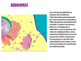 RIBOSOMAS
            son estructuras globulares,
            carentes de membrana.
            Están formados químicamente
            por varias proteínas asociadas a
            ARN ribosómico procedente del
            nucléolo. Pueden encontrarse
            libres en el citoplasma o
            adheridos a las membranas del
            retículo endoplasmático. Unas
            proteínas (riboforinas) sirven de
            nexo entre ambas estructuras.
            Su estructura es sencilla: dos
            subunidades (una mayor o otra
            menor) de diferente coeficiente
            de sedimentación.
 