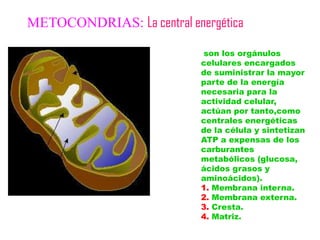 METOCONDRIAS: La central energética

                            son los orgánulos
                            celulares encargados
                            de suministrar la mayor
                            parte de la energía
                            necesaria para la
                            actividad celular,
                            actúan por tanto,como
                            centrales energéticas
                            de la célula y sintetizan
                            ATP a expensas de los
                            carburantes
                            metabólicos (glucosa,
                            ácidos grasos y
                            aminoácidos).
                            1. Membrana interna.
                            2. Membrana externa.
                            3. Cresta.
                            4. Matriz.
 