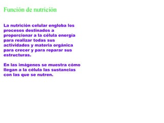 Función de nutrición

La nutrición celular engloba los
procesos destinados a
proporcionar a la célula energía
para realizar todas sus
actividades y materia orgánica
para crecer y para reparar sus
estructuras.

En las imágenes se muestra cómo
llegan a la célula las sustancias
con las que se nutren.
 