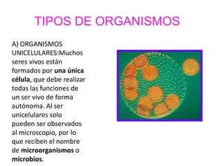 TIPOS DE ORGANISMOS
A) ORGANISMOS
UNICELULARES:Muchos
seres vivos están
formados por una única
célula, que debe realizar
todas las funciones de
un ser vivo de forma
autónoma. Al ser
unicelulares solo
pueden ser observados
al microscopio, por lo
que reciben el nombre
de microorganismos o
microbios.
 