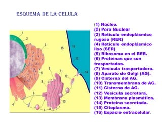 ESQUEMA DE LA CELULA
                       (1) Núcleo.
                       (2) Poro Nuclear
                       (3) Retículo endoplásmico
                       rugoso (RER)
                       (4) Retículo endoplásmico
                       liso (SER)
                       (5) Ribosoma en el RER.
                       (6) Proteínas que son
                       trasportadas.
                       (7) Vesícula trasportadora.
                       (8) Aparato de Golgi (AG).
                       (9) Cisterna del AG.
                       (10) Transmembrana de AG.
                       (11) Cisterna de AG.
                       (12) Vesícula secretora.
                       (13) Membrana plasmática.
                       (14) Proteína secretada.
                       (15) Citoplasma.
                       (16) Espacio extracelular.
 