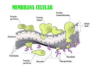 MEMBRANA CELULAR
 