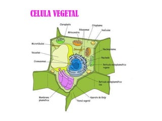 CELULA VEGETAL
 