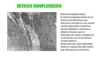 RETICULO INDOPLASMATICO
                      Retículo Endoplásmático
                      El retículo endoplasmático es un
                      sistema membranoso cuya
                      estructura consiste en una red de
                      sáculos aplanados o cisternas,
                      sáculos globosos o vesículas y
                      túbulos sinuosos que se
                      extienden por todo el citoplasma
                      y comunican con la membrana
                      nuclear externa.
                      Dentro de esos sacos aplanados
                      existe un espacio llamado lúmen
                      que almacena las sustancias.
 