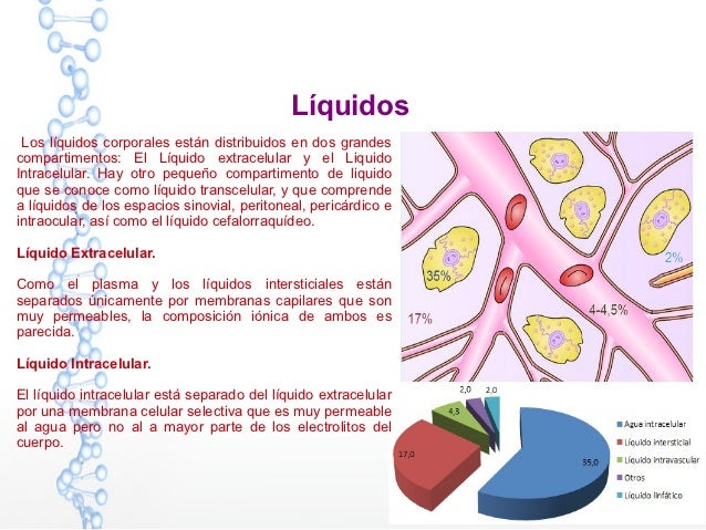 Celula