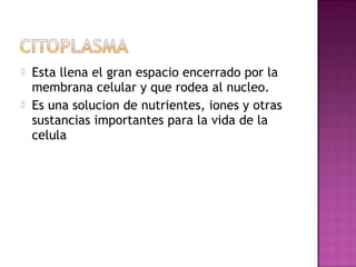    Esta llena el gran espacio encerrado por la
    membrana celular y que rodea al nucleo.
   Es una solucion de nutrientes, iones y otras
    sustancias importantes para la vida de la
    celula
 