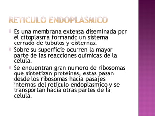    Es una membrana extensa diseminada por
    el citoplasma formando un sistema
    cerrado de tubulos y cisternas.
   Sobre su superficie ocurren la mayor
    parte de las reacciones quimicas de la
    celula.
   Se encuentran gran numero de ribosomas
    que sintetizan proteinas, estas pasan
    desde los ribosomas hacia pasajes
    internos del reticulo endoplasmico y se
    transportan hacia otras partes de la
    celula.
 