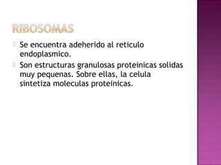    Se encuentra adeherido al reticulo
    endoplasmico.
   Son estructuras granulosas proteinicas solidas
    muy pequenas. Sobre ellas, la celula
    sintetiza moleculas proteinicas.
 