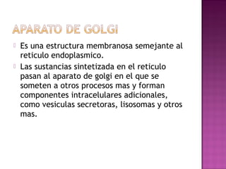    Es una estructura membranosa semejante al
    reticulo endoplasmico.
   Las sustancias sintetizada en el reticulo
    pasan al aparato de golgi en el que se
    someten a otros procesos mas y forman
    componentes intracelulares adicionales,
    como vesiculas secretoras, lisosomas y otros
    mas.
 