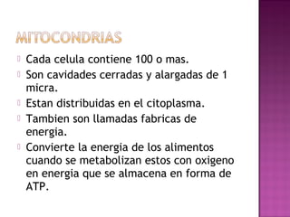    Cada celula contiene 100 o mas.
   Son cavidades cerradas y alargadas de 1
    micra.
   Estan distribuidas en el citoplasma.
   Tambien son llamadas fabricas de
    energia.
   Convierte la energia de los alimentos
    cuando se metabolizan estos con oxigeno
    en energia que se almacena en forma de
    ATP.
 