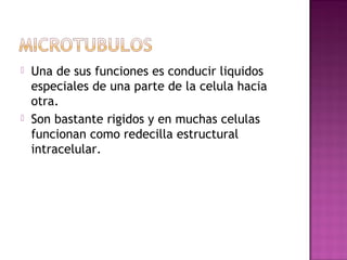   Una de sus funciones es conducir liquidos
    especiales de una parte de la celula hacia
    otra.
   Son bastante rigidos y en muchas celulas
    funcionan como redecilla estructural
    intracelular.
 