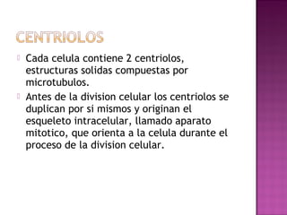    Cada celula contiene 2 centriolos,
    estructuras solidas compuestas por
    microtubulos.
   Antes de la division celular los centriolos se
    duplican por si mismos y originan el
    esqueleto intracelular, llamado aparato
    mitotico, que orienta a la celula durante el
    proceso de la division celular.
 