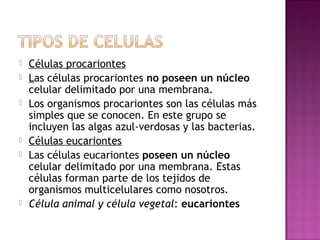    Células procariontes
   Las células procariontes no poseen un núcleo
    celular delimitado por una membrana.
   Los organismos procariontes son las células más
    simples que se conocen. En este grupo se
    incluyen las algas azul-verdosas y las bacterias.
   Células eucariontes
   Las células eucariontes poseen un núcleo
    celular delimitado por una membrana. Estas
    células forman parte de los tejidos de
    organismos multicelulares como nosotros.
   Célula animal y célula vegetal: eucariontes
 