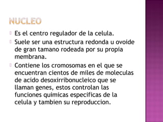    Es el centro regulador de la celula.
   Suele ser una estructura redonda u ovoide
    de gran tamano rodeada por su propia
    membrana.
   Contiene los cromosomas en el que se
    encuentran cientos de miles de moleculas
    de acido desoxirribonucleico que se
    llaman genes, estos controlan las
    funciones quimicas especificas de la
    celula y tambien su reproduccion.
 