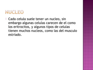    Cada celula suele tener un nucleo, sin
    embargo algunas celulas carecen de el como
    los eritrocitos, y algunos tipos de celulas
    tienen muchos nucleos, como las del musculo
    estriado.
 