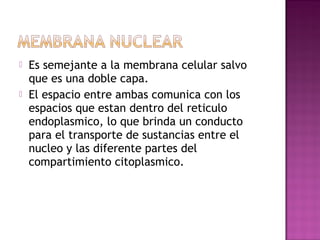    Es semejante a la membrana celular salvo
    que es una doble capa.
   El espacio entre ambas comunica con los
    espacios que estan dentro del reticulo
    endoplasmico, lo que brinda un conducto
    para el transporte de sustancias entre el
    nucleo y las diferente partes del
    compartimiento citoplasmico.
 