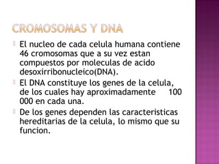    El nucleo de cada celula humana contiene
    46 cromosomas que a su vez estan
    compuestos por moleculas de acido
    desoxirribonucleico(DNA).
   El DNA constituye los genes de la celula,
    de los cuales hay aproximadamente 100
    000 en cada una.
   De los genes dependen las caracteristicas
    hereditarias de la celula, lo mismo que su
    funcion.
 