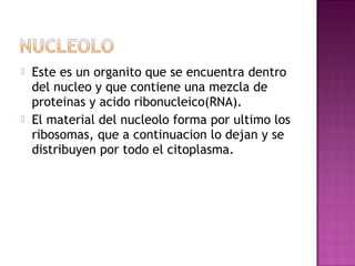    Este es un organito que se encuentra dentro
    del nucleo y que contiene una mezcla de
    proteinas y acido ribonucleico(RNA).
   El material del nucleolo forma por ultimo los
    ribosomas, que a continuacion lo dejan y se
    distribuyen por todo el citoplasma.
 