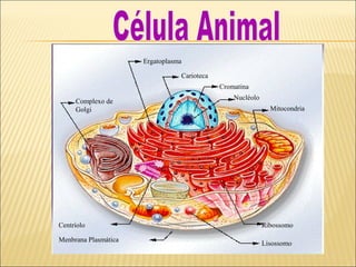Ergatoplasma

                                 Carioteca
                                             Cromatina
                                                 Nucléolo
     Complexo de 
     Golgi                                                    Mitocondria




Centríolo                                                   Ribossomo

Menbrana Plasmática
                                                            Lisossomo
 