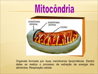 Organela formada por duas membranas lipoprotéicas. Dentro
delas se realiza o processo de extração de energia dos
alimentos: Respiração celular.
 