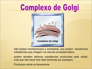 São bolsas membranosas e achatadas, que podem transformar
substâncias que chegam via retículo endoplasmático;
podem também eliminar substâncias produzidas pela célula,
mas que irão atuar fora dela (enzimas por exemplo).
Produzem ainda os lisossomos.
 