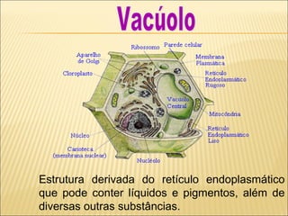 Estrutura derivada do retículo endoplasmático
que pode conter líquidos e pigmentos, além de
diversas outras substâncias.
 