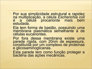    Por sua simplicidade estrutural e rapidez
    na multiplicação, a célula Escherichia coli
    é a célula procarionte mais bem
    estudada.
   Ela tem forma de bastão, possuindo uma
    membrana plasmática semelhante à de
    células eucariontes.
   Por fora dessa membrana existe uma
    parede rígida, com 20nm de espessura,
    constituída por um complexo de proteínas
    e glicosaminoglicanas.
   Esta parede tem como função proteger a
    bactéria das ações mecânicas.
 