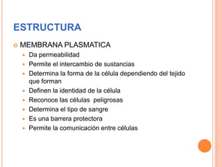 ESTRUCTURA
 MEMBRANA PLASMATICA
 Da permeabilidad
 Permite el intercambio de sustancias
 Determina la forma de la célula dependiendo del tejido
que forman
 Definen la identidad de la célula
 Reconoce las células peligrosas
 Determina el tipo de sangre
 Es una barrera protectora
 Permite la comunicación entre células
 