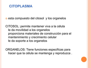 CITOPLASMA
 esta compuesto del citosol y los organelos
CITOSOL: permite mantener viva a la célula
le da movilidad a los organelos
proporciona materiales de construcción para el
mantenimiento y crecimiento celular
le da soporte a los organelos
ORGANELOS: Tiene funciones especificas para
hacer que la célula se mantenga y reproduzca .
 