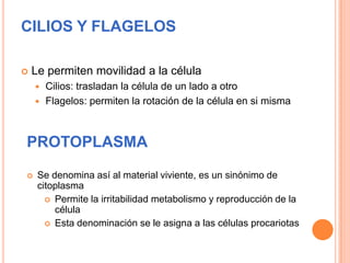 CILIOS Y FLAGELOS
 Le permiten movilidad a la célula
 Cilios: trasladan la célula de un lado a otro
 Flagelos: permiten la rotación de la célula en si misma
PROTOPLASMA
 Se denomina así al material viviente, es un sinónimo de
citoplasma
 Permite la irritabilidad metabolismo y reproducción de la
célula
 Esta denominación se le asigna a las células procariotas
 