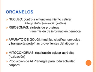 ORGANELOS
 NUCLEO: controla el funcionamiento celular
Alberga el ADN (información genética)
 RIBOSOMAS: síntesis de proteínas
transmisión de información genética
 APARATO DE GOLGI: modifica clasifica, envuelve
y transporta proteínas provenientes del ribosoma
 MITOCONDRIAS: respiración celular aeróbica
( oxidación)
 Producción de ATP energía para toda actividad
corporal
 