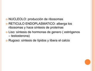  NUCLEOLO: producción de ribosomas
 RETICULO ENDOPLASMATICO: alberga los
ribosomas y hace síntesis de proteínas
 Liso: síntesis de hormonas de genero ( estrógenos
– testosterona)
 Rugoso: síntesis de lípidos y libera el calcio
 