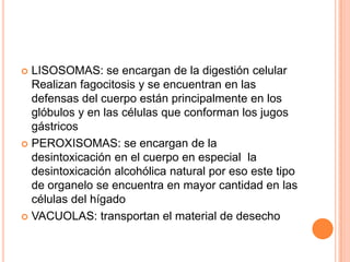  LISOSOMAS: se encargan de la digestión celular
Realizan fagocitosis y se encuentran en las
defensas del cuerpo están principalmente en los
glóbulos y en las células que conforman los jugos
gástricos
 PEROXISOMAS: se encargan de la
desintoxicación en el cuerpo en especial la
desintoxicación alcohólica natural por eso este tipo
de organelo se encuentra en mayor cantidad en las
células del hígado
 VACUOLAS: transportan el material de desecho
 