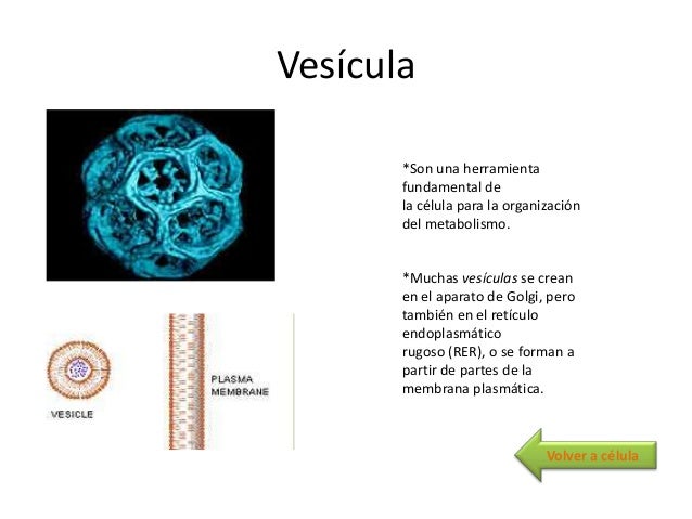 Celula