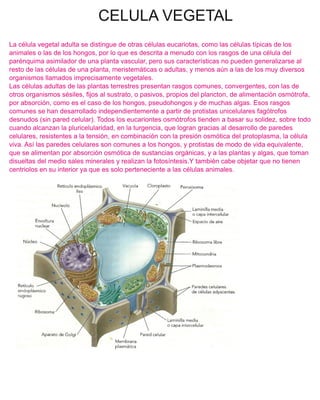 CELULA VEGETAL
La célula vegetal adulta se distingue de otras células eucariotas, como las células típicas de los
animales o las de los hongos, por lo que es descrita a menudo con los rasgos de una célula del
parénquima asimilador de una planta vascular, pero sus características no pueden generalizarse al
resto de las células de una planta, meristemáticas o adultas, y menos aún a las de los muy diversos
organismos llamados imprecisamente vegetales.
Las células adultas de las plantas terrestres presentan rasgos comunes, convergentes, con las de
otros organismos sésiles, fijos al sustrato, o pasivos, propios del plancton, de alimentación osmótrofa,
por absorción, como es el caso de los hongos, pseudohongos y de muchas algas. Esos rasgos
comunes se han desarrollado independientemente a partir de protistas unicelulares fagótrofos
desnudos (sin pared celular). Todos los eucariontes osmótrofos tienden a basar su solidez, sobre todo
cuando alcanzan la pluricelularidad, en la turgencia, que logran gracias al desarrollo de paredes
celulares, resistentes a la tensión, en combinación con la presión osmótica del protoplasma, la célula
viva. Así las paredes celulares son comunes a los hongos, y protistas de modo de vida equivalente,
que se alimentan por absorción osmótica de sustancias orgánicas, y a las plantas y algas, que toman
disueltas del medio sales minerales y realizan la fotosíntesis.Y también cabe objetar que no tienen
centriolos en su interior ya que es solo perteneciente a las células animales.
 