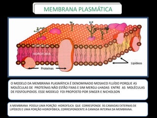 Proteínas
Lipídeos
O MODELO DA MEMBRANA PLASMÁTICA É DENOMINADO MOSAICO FLUÍDO PORQUE AS
MOLÉCULAS DE PROTEÍNAS NÃO ESTÃO FIXAS E SIM MERGU-LHADAS ENTRE AS MOLÉCULAS
DE FOSFOLIPIDIOS. ESSE MODELO FOI PROPOSTO POR SINGER E NICHOLSON
MEMBRANA PLASMÁTICA
glicocálix
A MEMBRANA POSSUI UMA PORÇÃO HIDROFÍLICA QUE CORRESPONDE ÀS CAMADAS EXTERNAS DE
LIPÍDEOS E UMA PORÇÃO HIDROFÓBICA, CORRESPONDENTE À CAMADA INTERNA DA MEMBRANA.
HIDROFOBIA
HIDROFILIA
 