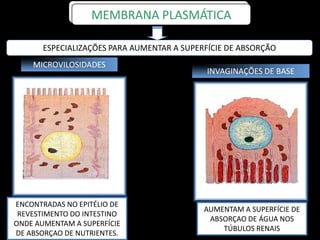 AUMENTAM A SUPERFÍCIE DE
ABSORÇAO DE ÁGUA NOS
TÚBULOS RENAIS
INVAGINAÇÕES DE BASE
ENCONTRADAS NO EPITÉLIO DE
REVESTIMENTO DO INTESTINO
ONDE AUMENTAM A SUPERFÍCIE
DE ABSORÇAO DE NUTRIENTES.
MICROVILOSIDADES
ESPECIALIZAÇÕES PARA AUMENTAR A SUPERFÍCIE DE ABSORÇÃO
MEMBRANA PLASMÁTICA
 