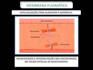 Meio extracelular
Desmossomo
Interdigitação
Desmossomo
MEMBRANA PLASMÁTICA
DESMOSSOMOS E INTERDIGITAÇÕES SÃO ENCONTRADOS
NO TECIDO EPITELIAL DE REVESTIMENTO.
ESPECIALIZAÇÕES PARA AUMENTAR A ADERÊNCIA.
 
