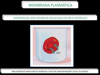 EXPERIÊNCIAS COM HEMÁCIAS COLOCADAS EM MEIO ISOTÔNICO
NÃO ACONTECE NADA COM AS HEMÁCIAS, POIS SUA CONCENTRAÇÃO É IGUAL À DO MEIO
H2O
H2O
MEMBRANA PLASMÁTICA
 