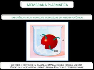 EXPERIÊNCIAS COM HEMÁCIAS COLOCADAS EM MEIO HIPOTÔNICO
SE O MEIO É HIPOTÔNICO EM RELAÇÃO ÀS HEMÁCIAS, ENTÃO AS HEMÁCIAS SÃO HIPER-
TÔNICAS EM RELAÇÃO AO MEIO, PORTANTO GANHAM ÁGUA DO MEIO E SOFREM HEMÓLISE
H2O
H2O
H2O
MEMBRANA PLASMÁTICA
 