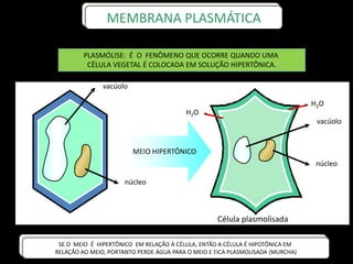 PLASMÓLISE: É O FENÔMENO QUE OCORRE QUANDO UMA
CÉLULA VEGETAL É COLOCADA EM SOLUÇÃO HIPERTÔNICA.
MEMBRANA PLASMÁTICA
MEIO HIPERTÔNICO
vacúolo
núcleo
vacúolo
núcleo
Célula plasmolisada
H2O
H2O
SE O MEIO É HIPERTÔNICO EM RELAÇÃO À CÉLULA, ENTÃO A CÉLULA É HIPOTÔNICA EM
RELAÇÃO AO MEIO, PORTANTO PERDE ÁGUA PARA O MEIO E FICA PLASMOLISADA (MURCHA)
 