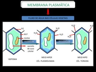 ISOTONIA
P.C
M.P
núcleo
vacúolo
de suco
celular
MEIO HIPO
CÉL. TÚRGIDA
PLASMÓLISE
MEIO HIPER
CÉL. PLASMOLISADA
DEPLASMÓLISE
H2O
H2O
H2O
H2OH2O
H2O
FLUXO DE ÁGUA NAS CÉLULAS VEGETAIS
MEMBRANA PLASMÁTICA
 