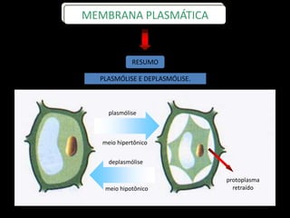 RESUMO
plasmólise
meio hipertônico
deplasmólise
meio hipotônico
protoplasma
retraído
PLASMÓLISE E DEPLASMÓLISE.
MEMBRANA PLASMÁTICA
 